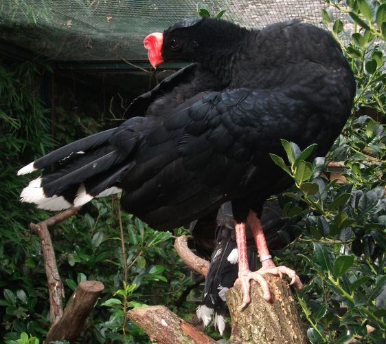 Amazonas-Mitu (Weltvogelpark Walsrode)