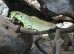 Perleidechse (Alpenzoo Innsbruck)