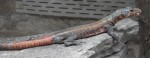 Plattgürtelechse (Zoo Augsburg)