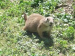 Schwarzschwanz-Präriehund (Zoo Salzburg)