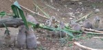 Schwarzschwanz-Präriehund (Zoo Osnabrück)