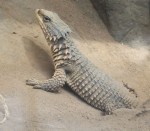 Riesengürtelschweif (Zoo Frankfurt)