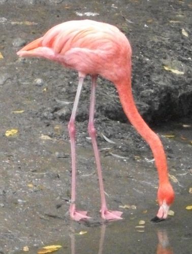 Roter Flamingo (Tierpark Hellabrunn)