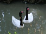 Schwarzhalsschwan (Tierpark Hellabrunn)