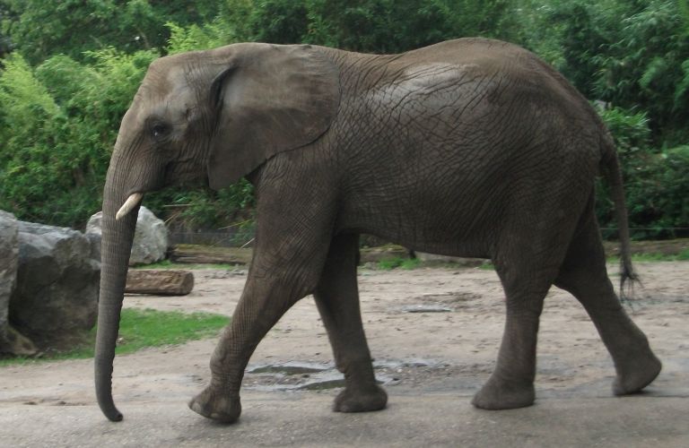 Afrikanischer Elefant (Zoo Duisburg)