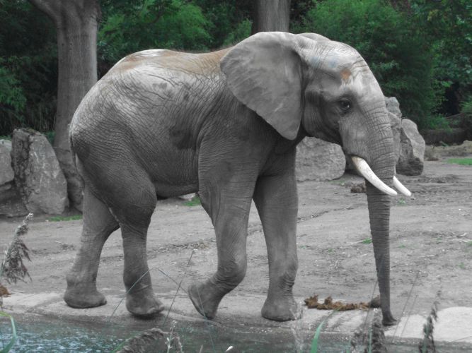 Afrikanischer Elefant (Zoo Duisburg)