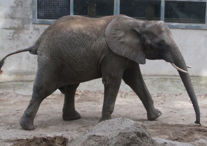 Afrikanischer Elefant (Zoo Osnabrück)