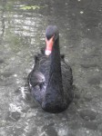 Trauerschwan (Raritätenzoo Ebbs)