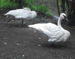 Trompeterschwan (Zoo Augsburg)