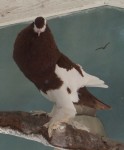 Verkehrtflügelkröpfer Wildpark Poing)