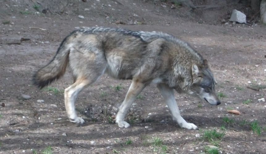 Wolf (Tierpark Hellabrunn)