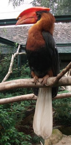 Feuerhornvogel (Weltvogelpark Walsrode)