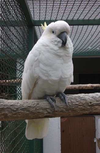 Gelbhaubenkakadu (Vogelpark Irgenöd)