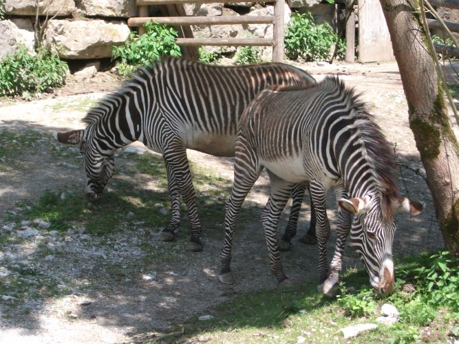 Grevy-Zebra (Zoo Salzburg)