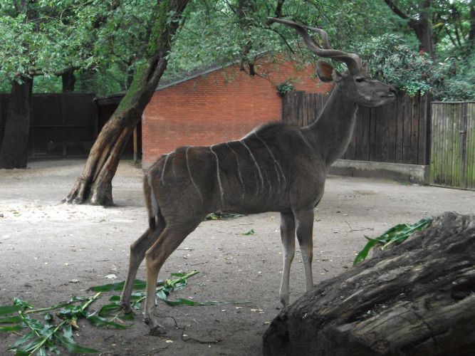 Großer Kudu (Zoo Duisburg)