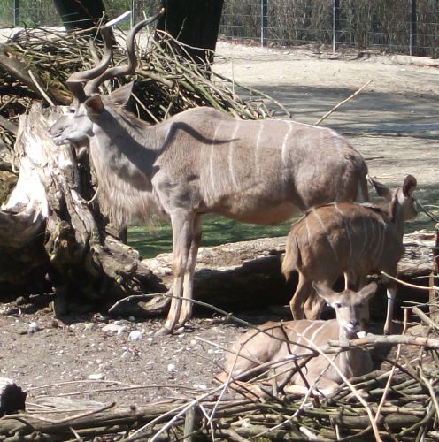 Großer Kudu (Tierpark Hellabrunn)