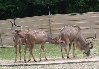 Großer Kudu (Tierpark Hellabrunn)