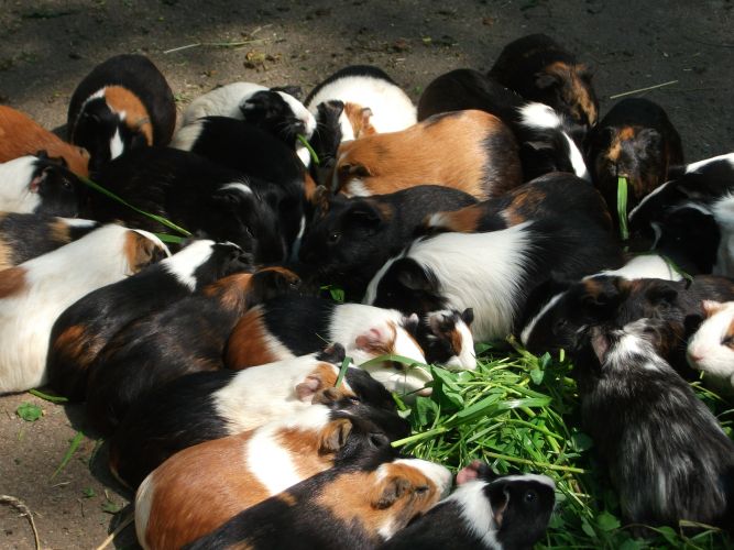Hausmeerschweinchen (Tierpark Hellabrunn)