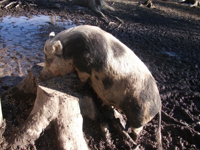 Hängebauchschwein (Wildpark Poing)