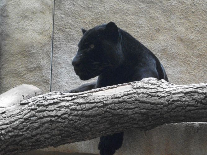 Jaguar, schwarz (Tierpark Hellabrunn)