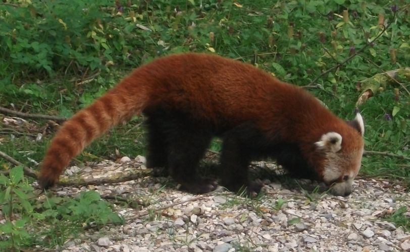 Kleiner Panda (Zoo Schmiding)