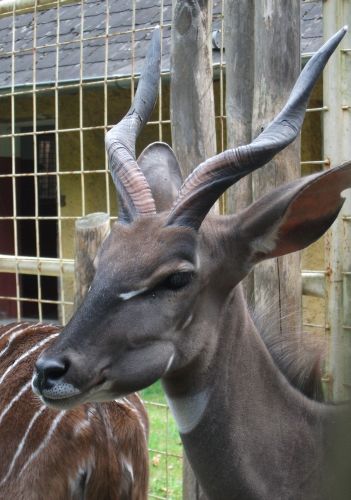 Kleiner Kudu (Zoo Osnabrück)