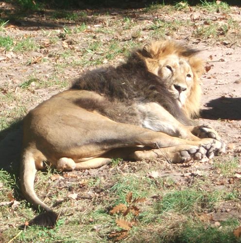 Asiatischer Löwe (Tiergarten Nürnberg)