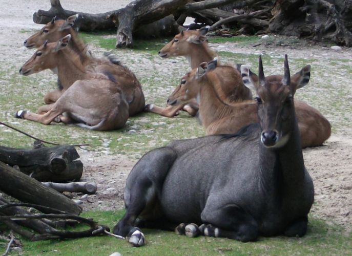 Nilgau-Antilope (Tierpark Hellabrunn)