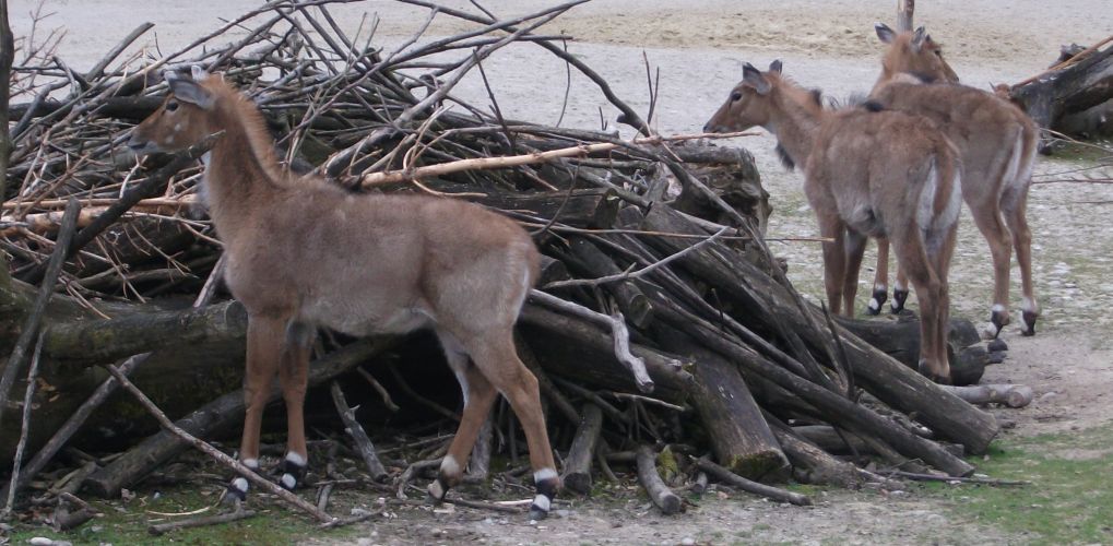 Nilgauantilope (Tierpark Hellabrunn)