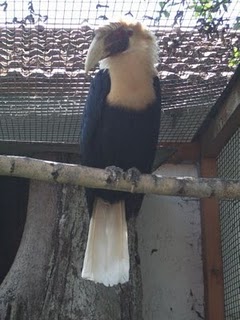 Papua-Hornvogel (Vogelpark Irgenöd)