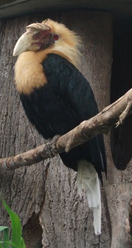 Papua-Hornvogel (Vogelpark Irgenöd)