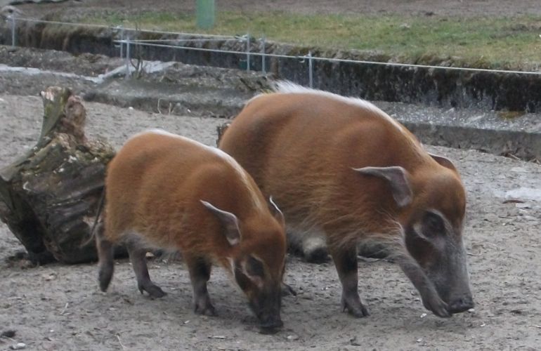 Pinselohrschwein (Tierpark Hellabrunn)