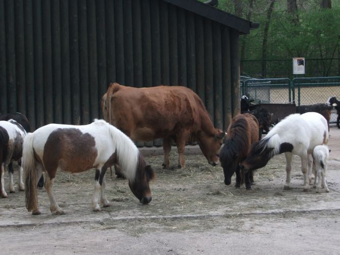 Shetlandpony und Murnau-Werdenfelser Rind (Tierpark Hellabrunn)