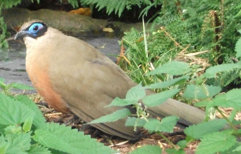 Riesenseidenkuckuck (Weltvogelpark Walsrode)