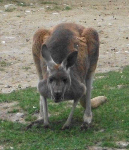 Rotes Riesenkänguru (Tierpark Hellabrunn)