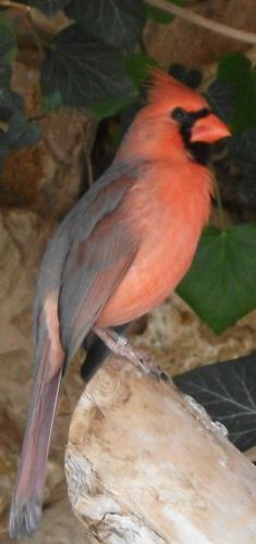 Roter Kardinal (Zoo Augsburg)