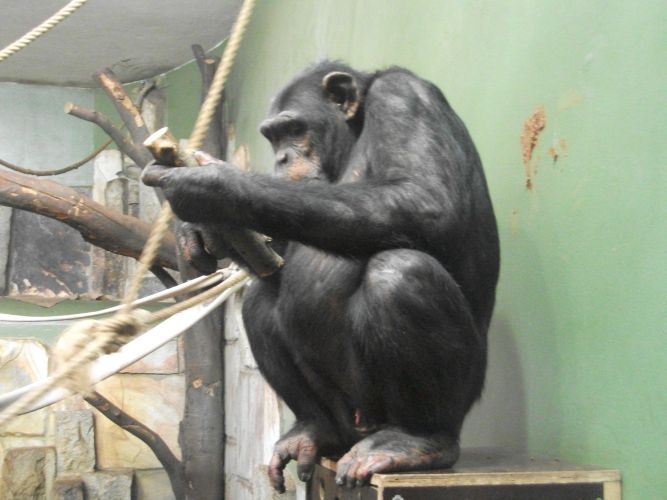 Schimpanse (Zoo Augsburg)