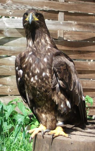 Seeadler (Vogelpark Abensberg)