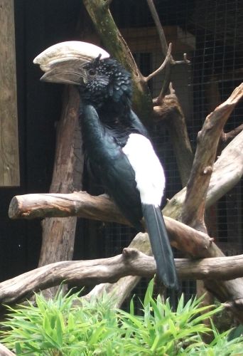 Silberwangenhornvogel (Tiergarten Wels)
