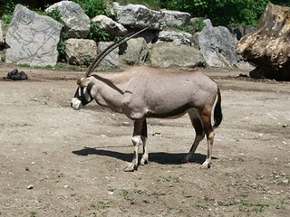 Südafrikanischer Spießbock (Zoo Salzburg)