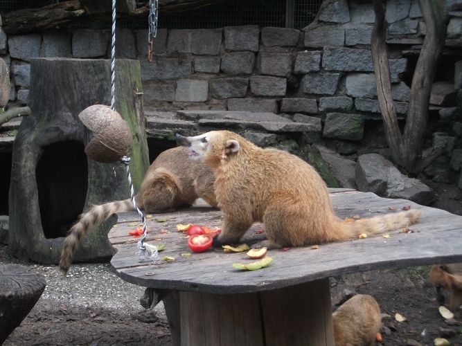 Südamerikanischer Nasenbär (Zoo Linz)