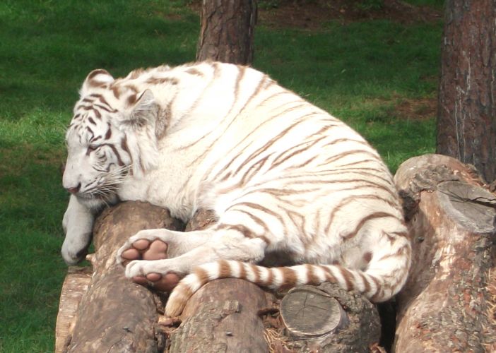 Tiger, weiß (Serengetipark Hodenhagen)