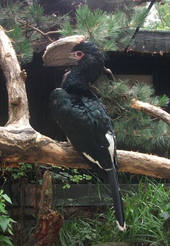 Trompeterhornvogel (Tiergarten Wels)