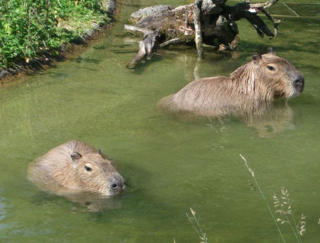 Wasserschwein (Tierpark Hellabrunn)
