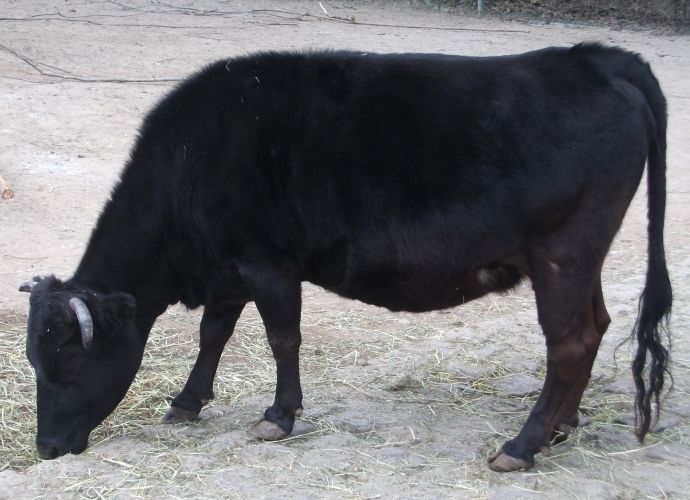 Dahomey Rind Tierpark Hellabrunn Der Beutelwolf Blog