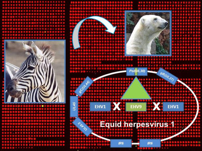 Modell für die Rekombination und Übertragung von Equine Herpesvirus 1, einem von Zebras stammenden Virus, auf Eisbären. (IZW/Zoo Wuppertal)