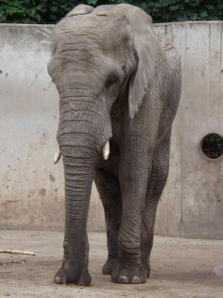 Afrikanischer Elefant (Zoopark Thüringen)