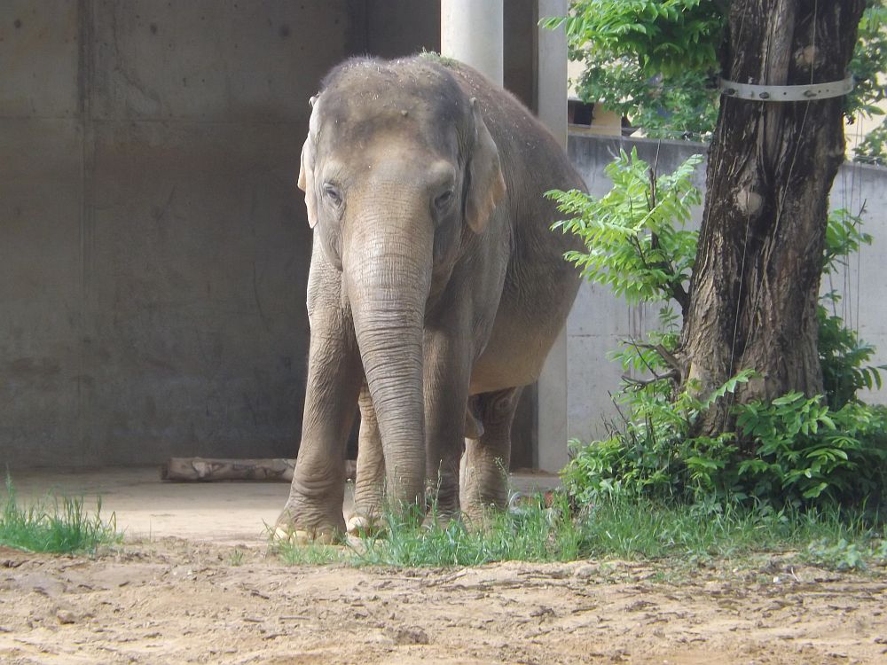 Asiatischer Elefant (Zoo Augsburg)