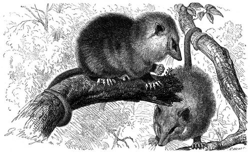 Nordopossum (Brehms Tierleben)