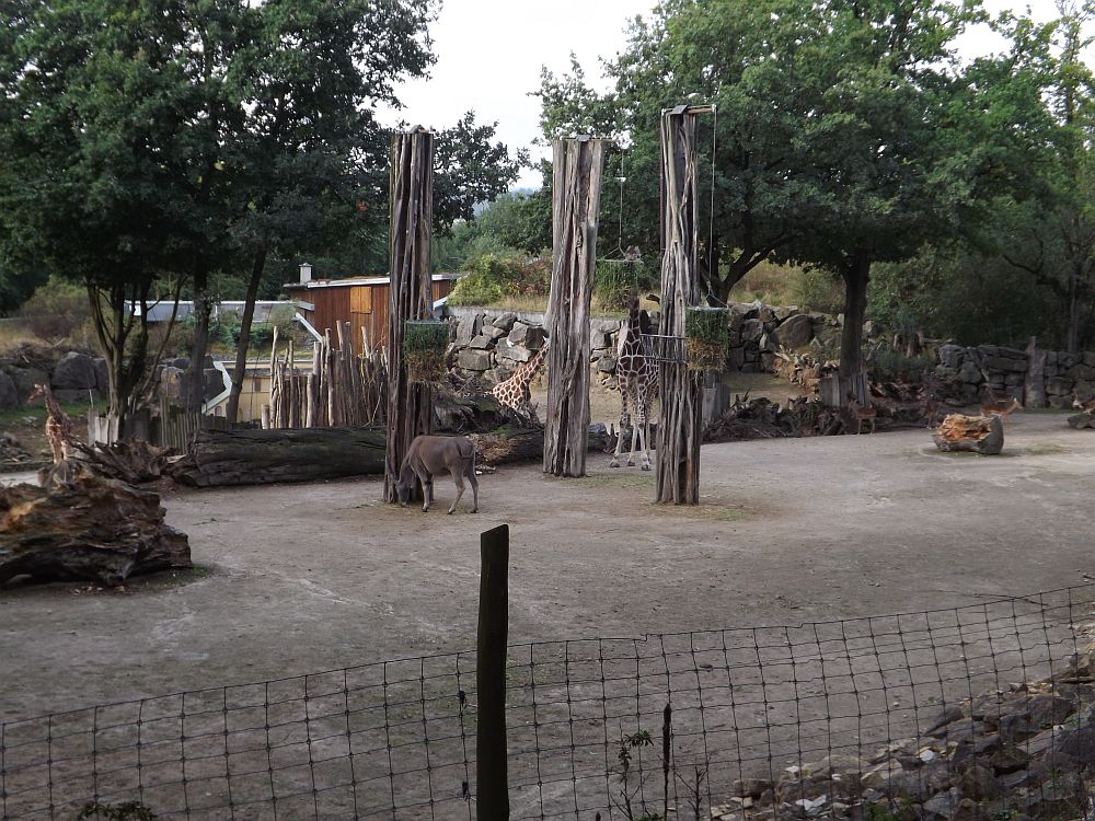 Samburu (Zoo Osnabrück)